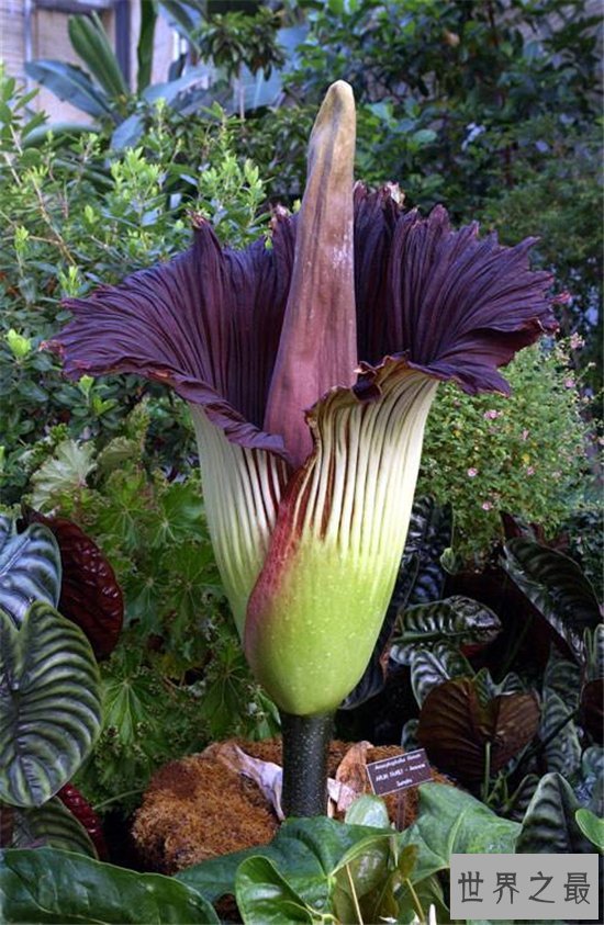 巨魔芋能长到三米多高，具有雌雄之分