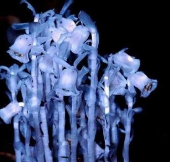 世界上最罕见的植物，被称为“死亡之花”，农村山路，留意脚下