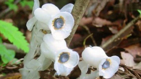 世界上最罕见的植物，被称为“死亡之花”，农村山路，留意脚下