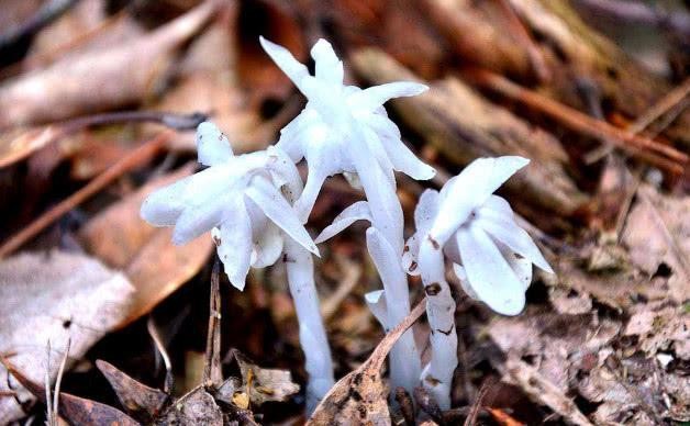 世界上最罕见的植物，被称为“死亡之花”，农村山路，留意脚下