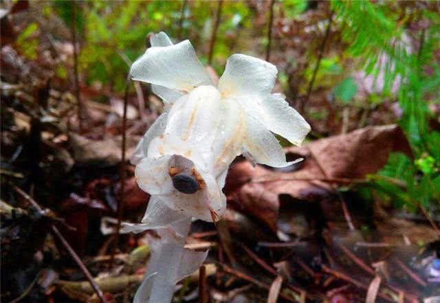 世界上最罕见的植物，被称为“死亡之花”，农村山路，留意脚下