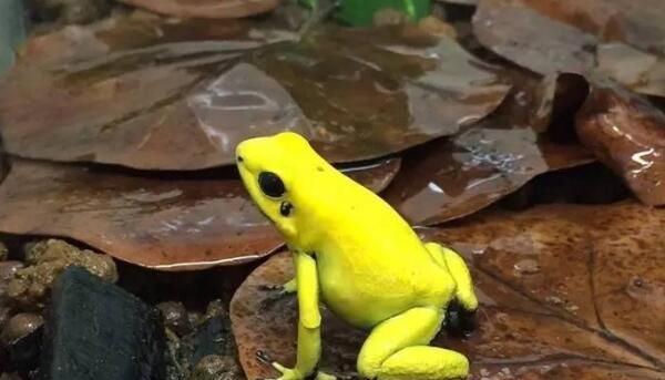 世界上最毒的动物黄金箭毒蛙(1)_