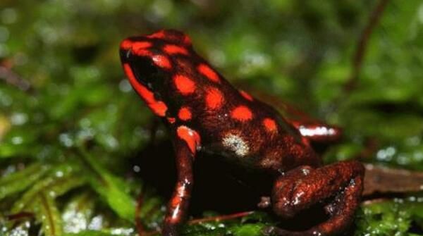 世界上最毒的动物黄金箭毒蛙(4)_