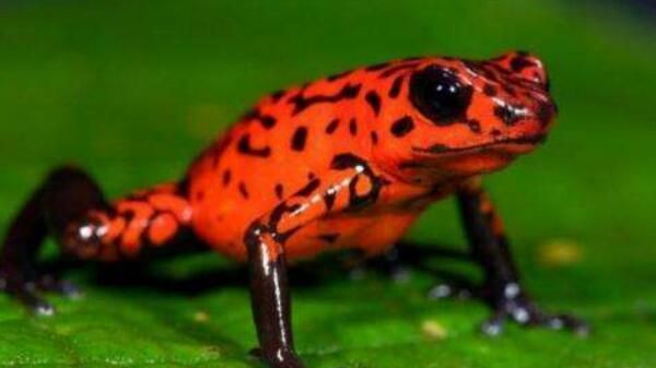 世界上最毒的动物黄金箭毒蛙(5)_