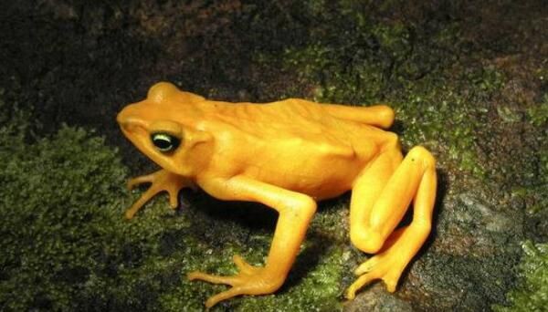世界上最毒的动物黄金箭毒蛙(3)_