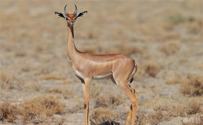 网络图片(侵删)