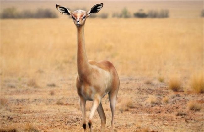 网络图片(侵删)