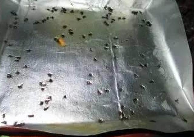 养花学会这几招，很实用的几个小方法，彻底消灭花盆里的小飞虫！