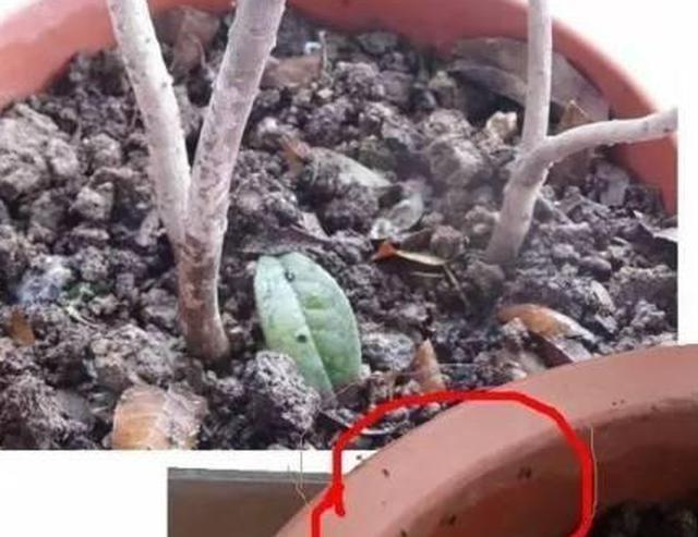 养花学会这几招，很实用的几个小方法，彻底消灭花盆里的小飞虫！