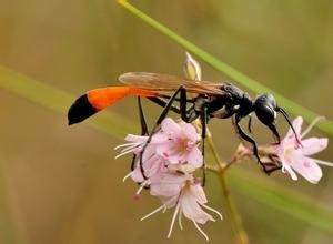 它可不是普通的蜜蜂,蜇了人也不会死的泥蜂太嚣张