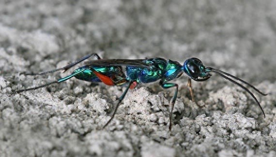 它可不是普通的蜜蜂,蜇了人也不会死的泥蜂太嚣张