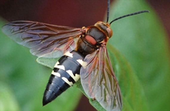 它可不是普通的蜜蜂,蜇了人也不会死的泥蜂太嚣张