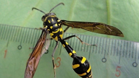 它可不是普通的蜜蜂,蜇了人也不会死的泥蜂太嚣张