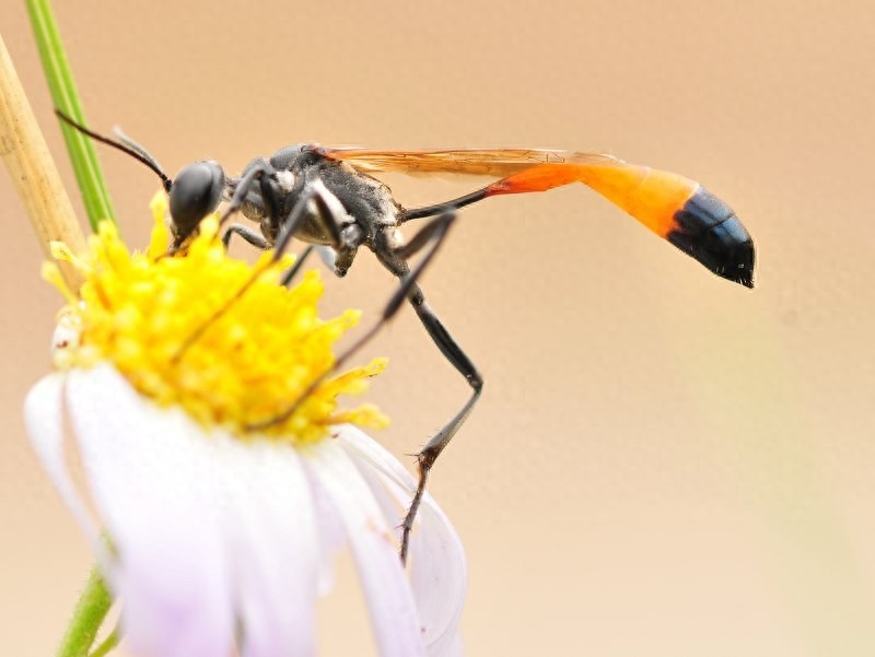 它可不是普通的蜜蜂,蜇了人也不会死的泥蜂太嚣张