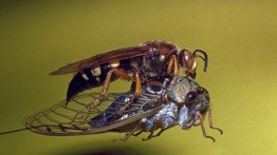 它可不是普通的蜜蜂,蜇了人也不会死的泥蜂太嚣张