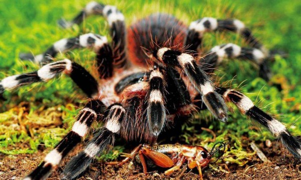 世界第一巨蛛（世界上最大的蜘蛛有多大）(1)_