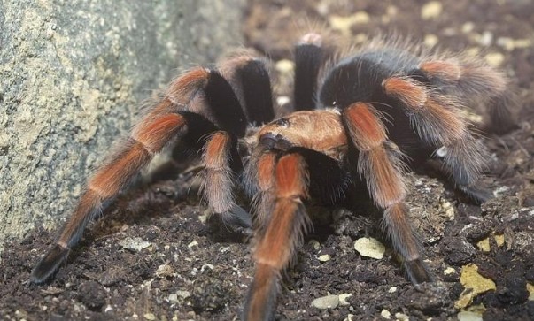 世界第一巨蛛（世界上最大的蜘蛛有多大）(3)_