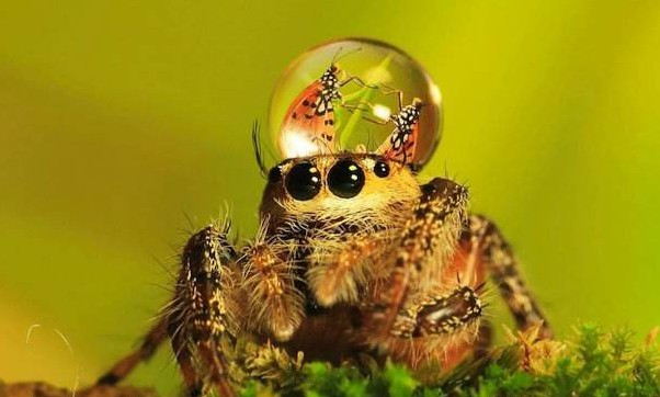世界第一巨蛛（世界上最大的蜘蛛有多大）(2)_
