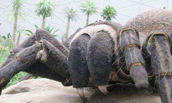 世界第一巨蛛（世界上最大的蜘蛛有多大）(4)_