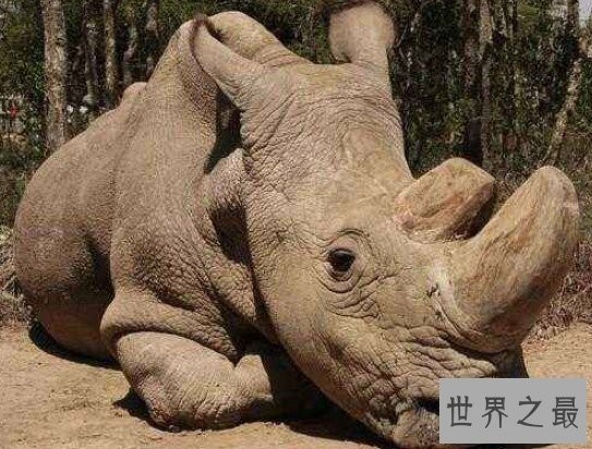 世界上最大的犀牛，白犀牛被40名武装部队24小时保护