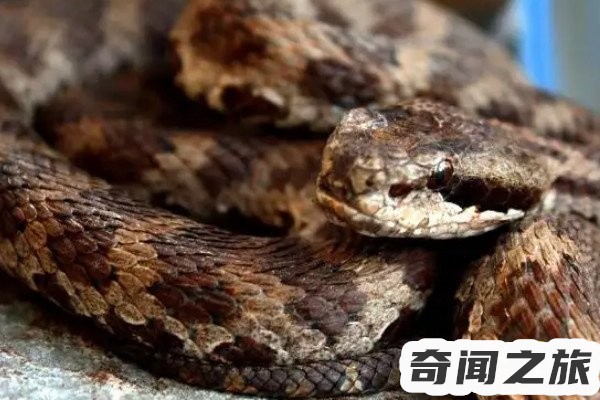 辽宁蟒蛇被挖事件(长达14米的大蛇)(2)_