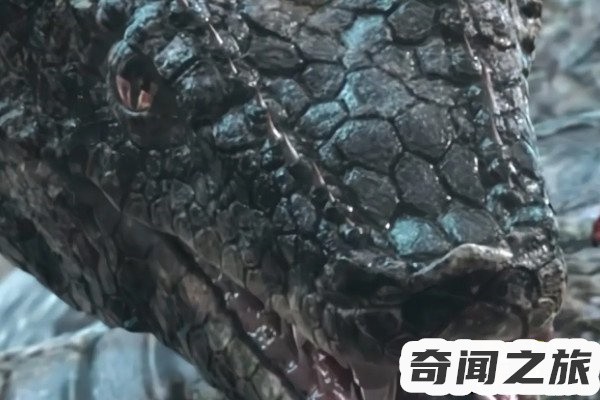 辽宁蟒蛇被挖事件(长达14米的大蛇)(3)_