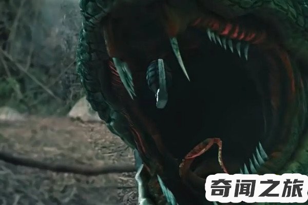 辽宁蟒蛇被挖事件(长达14米的大蛇)(4)_