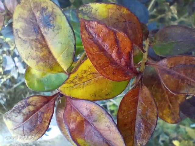 oppo a53 5g（OPPO A53测评）