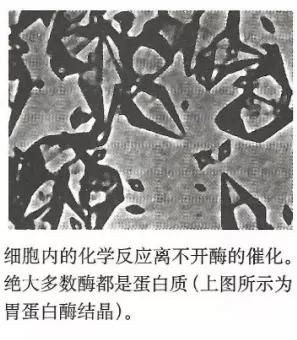 碳基生物哪里来的(碳基生物是怎么回事)(4)