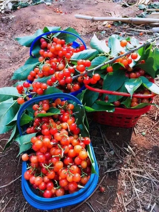 樱桃园采摘樱桃知识点(又是一年樱桃季)(10)