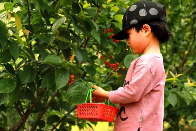 樱桃园采摘樱桃知识点(又是一年樱桃季)(23)