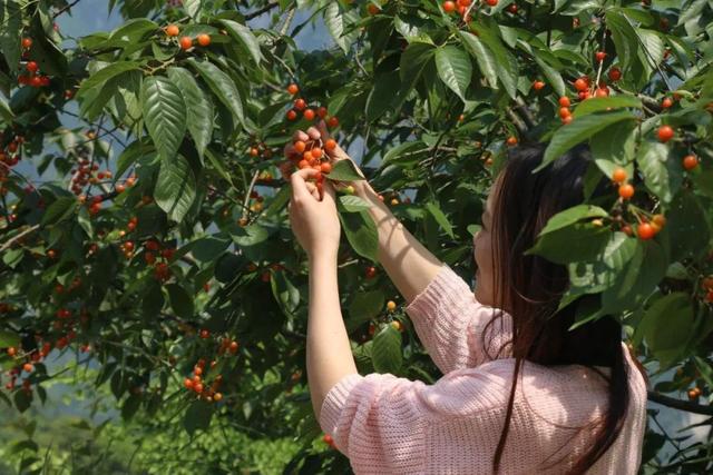 樱桃园采摘樱桃知识点(又是一年樱桃季)(24)