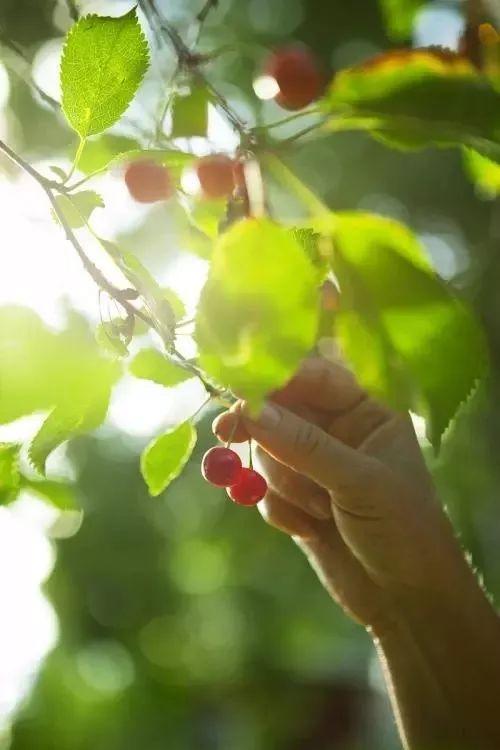 樱桃园采摘樱桃知识点(又是一年樱桃季)(14)