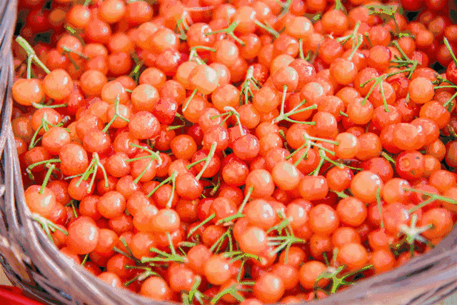 樱桃园采摘樱桃知识点(又是一年樱桃季)(3)