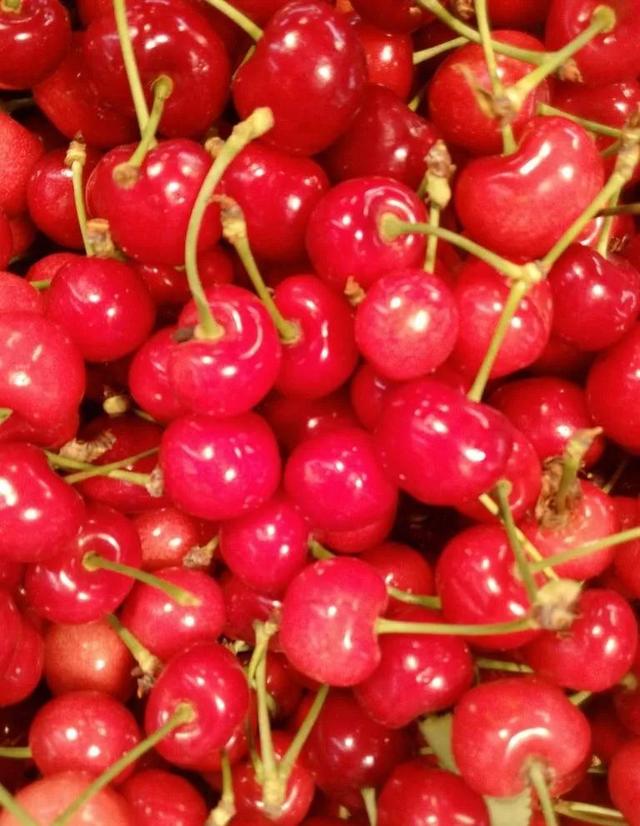 樱桃园采摘樱桃知识点(又是一年樱桃季)(5)