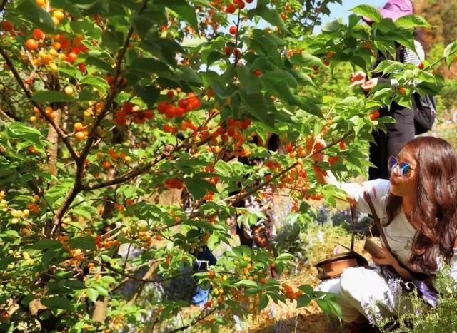 樱桃园采摘樱桃知识点(又是一年樱桃季)(20)