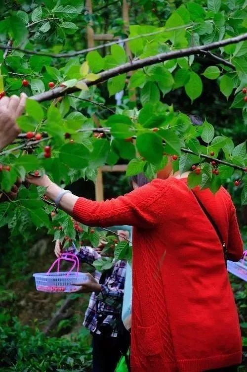 樱桃园采摘樱桃知识点(又是一年樱桃季)(15)