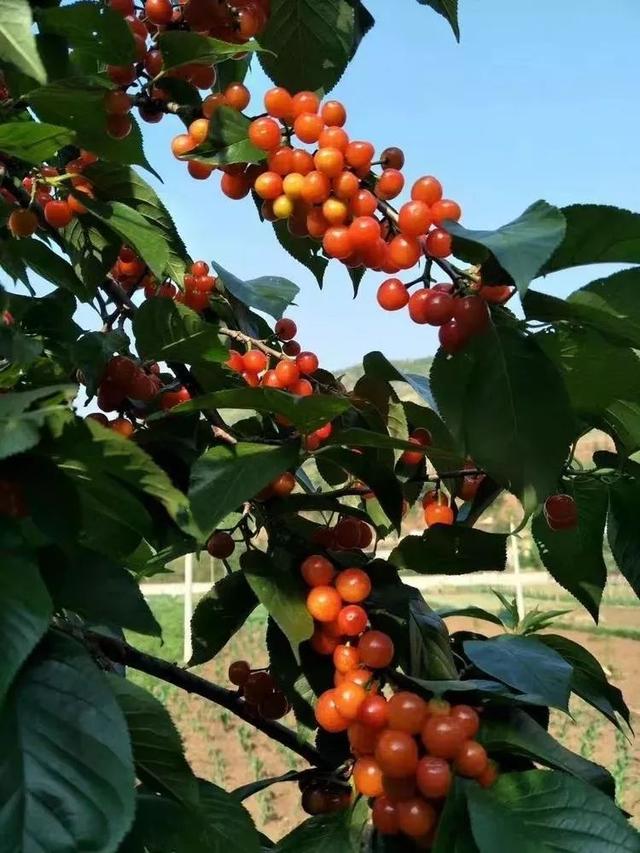 樱桃园采摘樱桃知识点(又是一年樱桃季)(9)