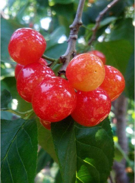 樱桃园采摘樱桃知识点(又是一年樱桃季)(17)