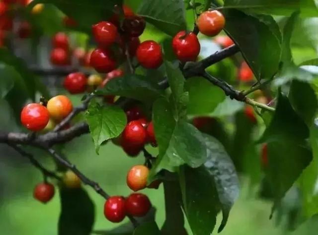 樱桃园采摘樱桃知识点(又是一年樱桃季)(21)