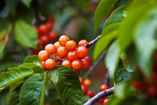 樱桃园采摘樱桃知识点(又是一年樱桃季)(12)