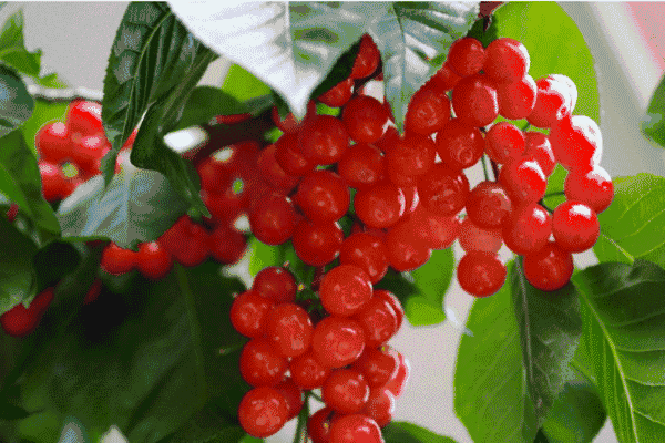 樱桃园采摘樱桃知识点(又是一年樱桃季)(16)