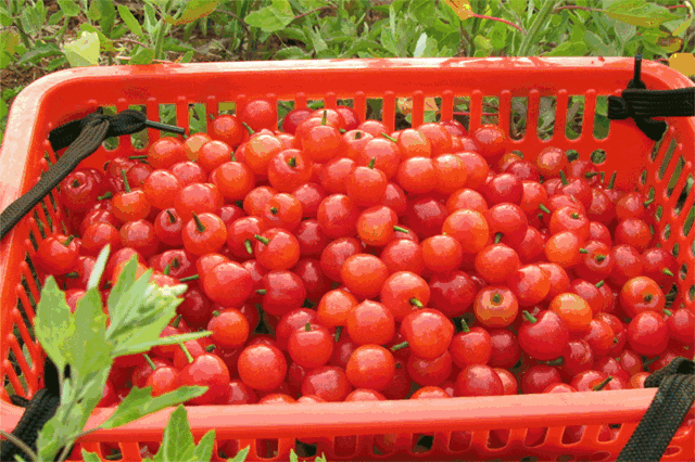 樱桃园采摘樱桃知识点(又是一年樱桃季)(26)