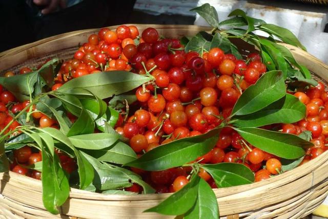 樱桃园采摘樱桃知识点(又是一年樱桃季)(6)