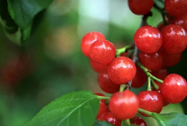 樱桃园采摘樱桃知识点(又是一年樱桃季)(22)