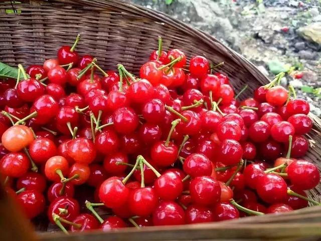 樱桃园采摘樱桃知识点(又是一年樱桃季)(25)