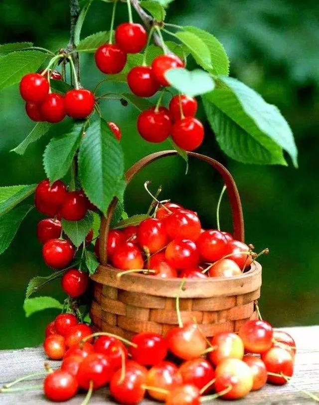 樱桃园采摘樱桃知识点(又是一年樱桃季)(8)