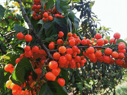 樱桃园采摘樱桃知识点(又是一年樱桃季)(4)