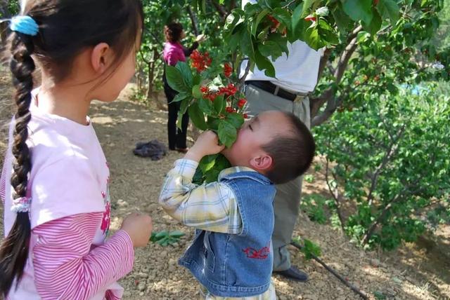 樱桃园采摘樱桃知识点(又是一年樱桃季)(18)