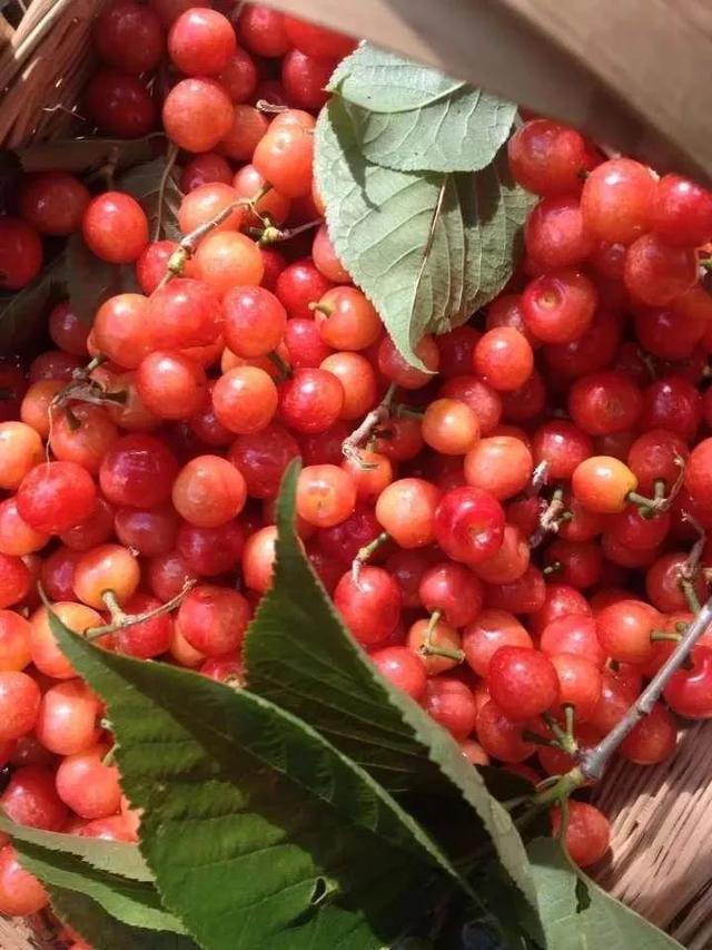 樱桃园采摘樱桃知识点(又是一年樱桃季)(11)